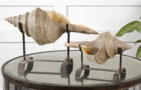 19557 Conch Shell Sculpture Set/2 ,19556